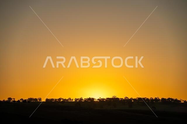 beautiful cows on a farm, beef cattle production in a hot summer, Stud Angus cows in a field free range beef cattle on a farm