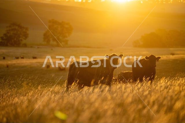 beautiful cows on a farm, beef cattle production in a hot summer, Stud Angus cows in a field free range beef cattle on a farm
