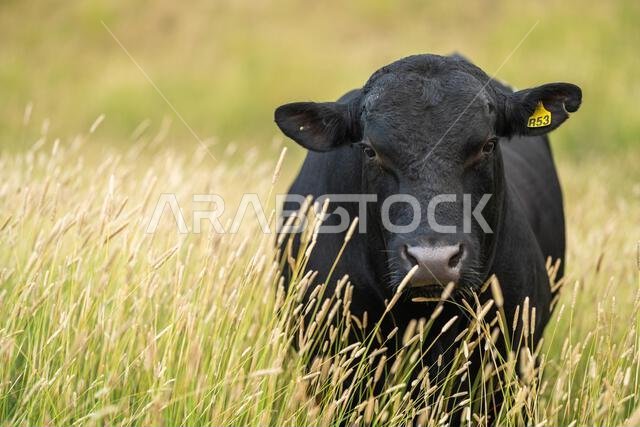 beautiful cows on a farm, beef cattle production in a hot summer, Stud Angus cows in a field free range beef cattle on a farm
