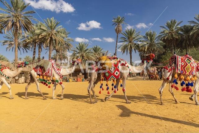 Middle East, Saudi Arabia, Tabuk Province, Tayma. November 15, 2023. Historical reenactors at the ancient oasis town of Tayma. November 15, 2023. Middle East, Saudi Arabia, Tabuk Province, Tayma. November 15, 2023. Historical reenactors at the ancient oasis town of Tayma. November 15, 2023.