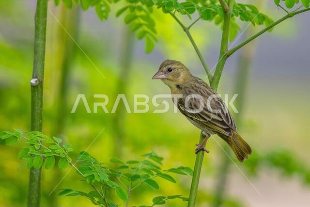 Colorful background with an exotic bird. Ruppells weaver, Ploceus galbula