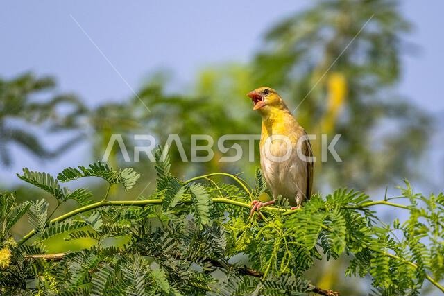 خلفية ملونة مع طائر غريب. طائر النساج روبيلز، بلوسيوس جالبولا خلفية ملونة مع طائر غريب. طائر النساج روبيلز، بلوسيوس جالبولا
