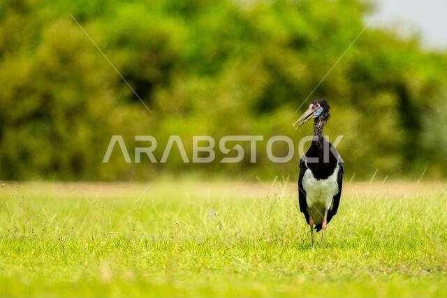 طائر اللقلق عبديم، Ciconia abdimii. المملكة العربية السعودية