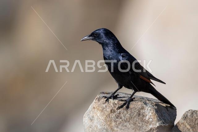 Tristrams starling, Onychognathus tristramii. The Asir Mountains, Saudi Arabia.