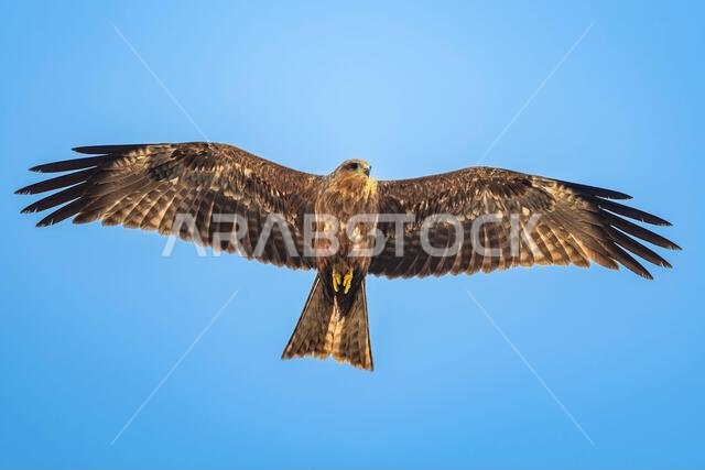 Silhouette of a bird of prey flying in the blue sky. The Black Kite, Milvus migrans.