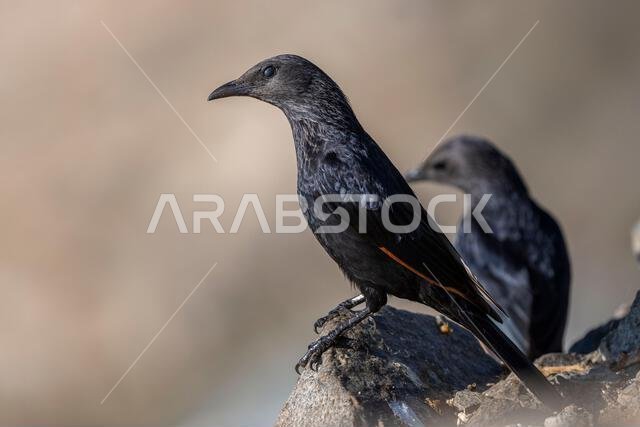 Tristrams starling, Onychognathus tristramii. The Asir Mountains, Saudi Arabia.