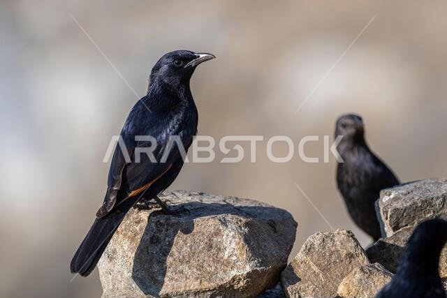 Tristrams starling, Onychognathus tristramii. The Asir Mountains, Saudi Arabia.