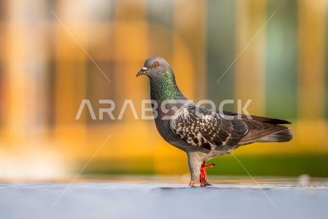 Feral pigeon, City pigeon, Columba livia domestica