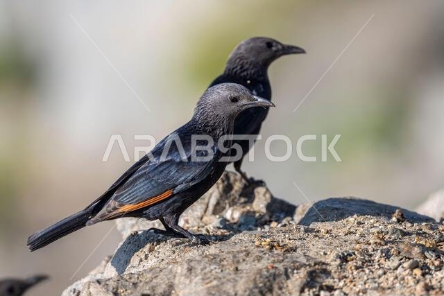 Tristrams starling, Onychognathus tristramii. The Asir Mountains, Saudi Arabia.