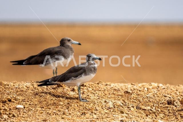 نورس أسود، Larus hemprichii. المملكة العربية السعودية.