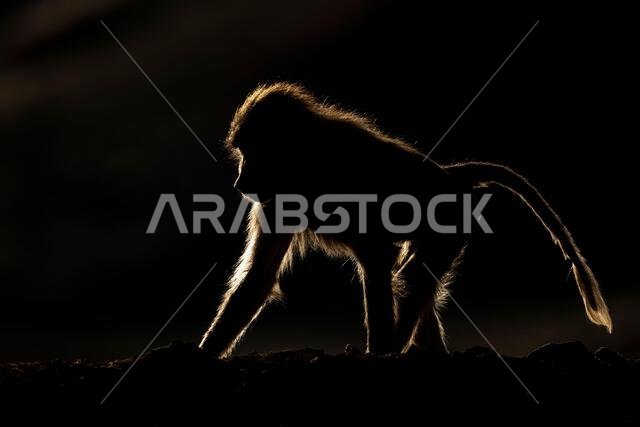 Silhouette of a monkey in a dark background. Hamadryas baboon, Papio hamadryas, The Asir Mountains, Saudi Arabia.
