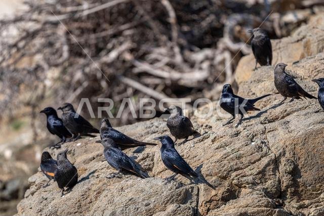 Tristrams starling, Onychognathus tristramii. The Asir Mountains, Saudi Arabia.