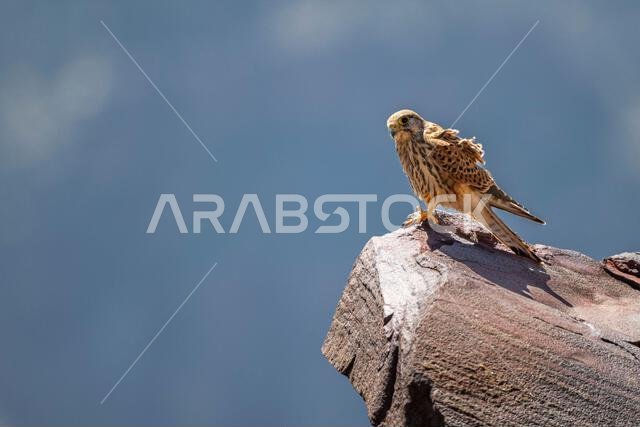 العوسق الشائع، Falco tinnunculus
