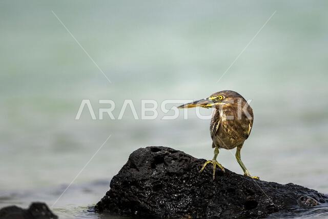 مالك الحزين المخطط، Butorides striata. صورة ظلية لطائر في الماء. ساحل البحر الأحمر، المملكة العربية السعودية.