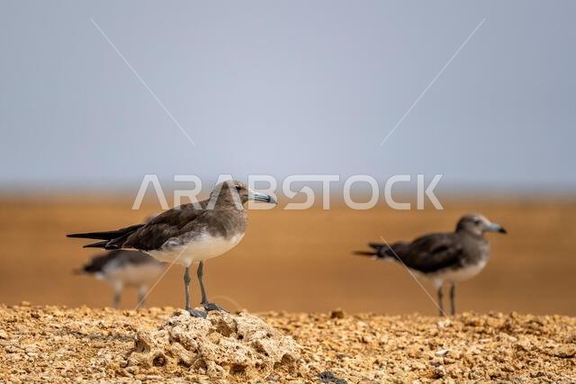نورس أسود، Larus hemprichii. المملكة العربية السعودية.