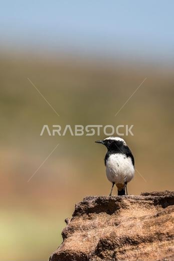 The Arabian wheatear, Oenanthe lugentoides. Asir Mountains, Saudi Arabia.