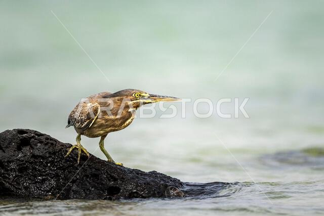 مالك الحزين المخطط، Butorides striata. صورة ظلية لطائر في الماء. ساحل البحر الأحمر، المملكة العربية السعودية.