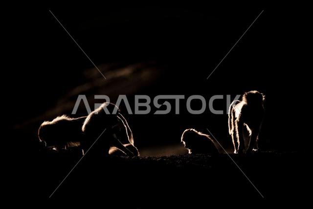 صورة ظلية لقرد على خلفية داكنة. بابون الهامادرياس، بابيو الهامادرياس، جبال عسير، المملكة العربية السعودية. صورة ظلية لقرد على خلفية داكنة. بابون الهامادرياس، بابيو الهامادرياس، جبال عسير، المملكة العربية السعودية.