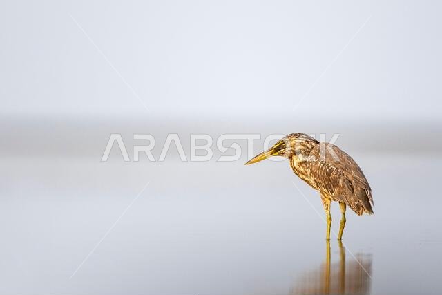 مالك الحزين المخطط، Butorides striata. صورة ظلية لطائر في الماء. ساحل البحر الأحمر، المملكة العربية السعودية.