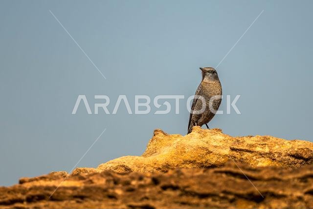Blue rock thrush, Monticola solitarius