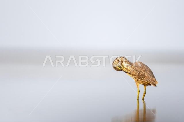 مالك الحزين المخطط، Butorides striata. صورة ظلية لطائر في الماء. ساحل البحر الأحمر، المملكة العربية السعودية.