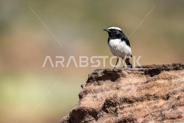 The Arabian wheatear, Oenanthe lugentoides. Asir Mountains, Saudi Arabia.