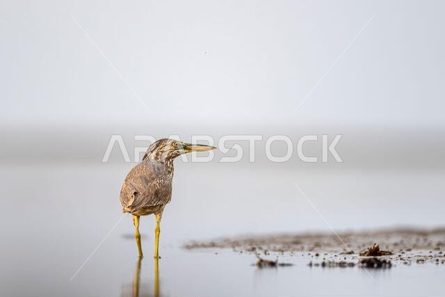 مالك الحزين المخطط، Butorides striata. صورة ظلية لطائر في الماء. ساحل البحر الأحمر، المملكة العربية السعودية.