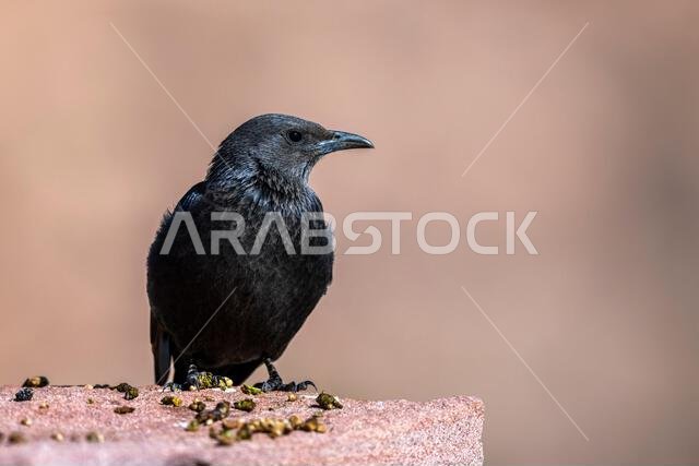 Tristram's starling, Onychognathus tristramii. The Asir Mountains, Saudi Arabia.