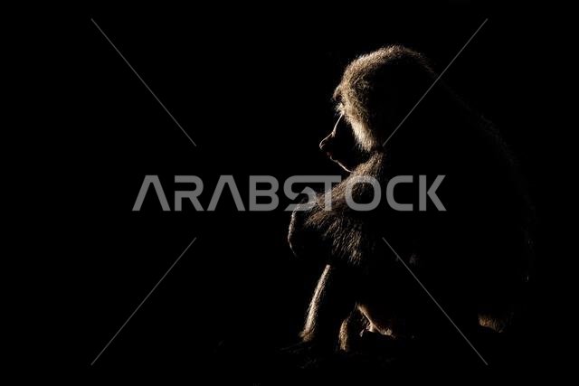 صورة ظلية لقرد على خلفية داكنة. بابون الهامادرياس، بابيو الهامادرياس، جبال عسير، المملكة العربية السعودية.