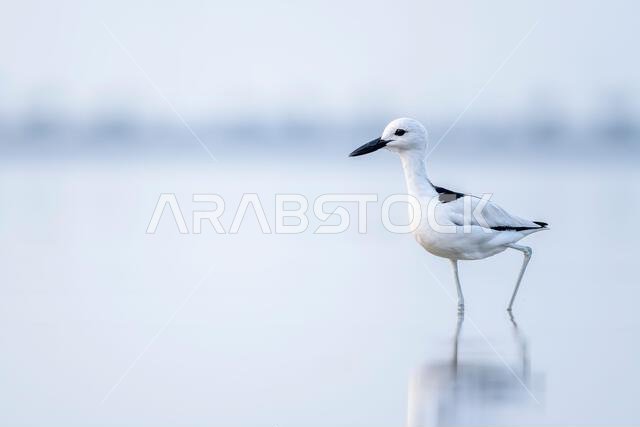 طائر الزقزاق السرطاني، Dromas ardeola. صورة ظلية لطائر في الماء. ساحل البحر الأحمر، المملكة العربية السعودية.