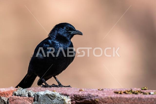 Tristram's starling, Onychognathus tristramii. The Asir Mountains, Saudi Arabia.