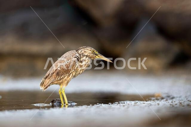 مالك الحزين المخطط، Butorides striata. صورة ظلية لطائر في الماء. ساحل البحر الأحمر، المملكة العربية السعودية.