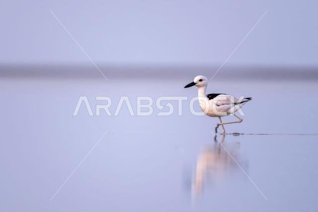 طائر الزقزاق السرطاني، Dromas ardeola. صورة ظلية لطائر في الماء. ساحل البحر الأحمر، المملكة العربية السعودية.