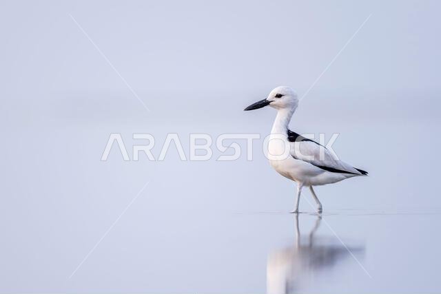 طائر الزقزاق السرطاني، Dromas ardeola. صورة ظلية لطائر في الماء. ساحل البحر الأحمر، المملكة العربية السعودية.