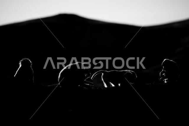 صورة ظلية لقرد على خلفية داكنة. بابون الهامادرياس، بابيو الهامادرياس، جبال عسير، المملكة العربية السعودية. صورة ظلية لقرد على خلفية داكنة. بابون الهامادرياس، بابيو الهامادرياس، جبال عسير، المملكة العربية السعودية.