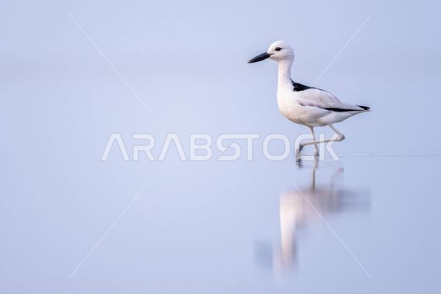 طائر الزقزاق السرطاني، Dromas ardeola. صورة ظلية لطائر في الماء. ساحل البحر الأحمر، المملكة العربية السعودية.