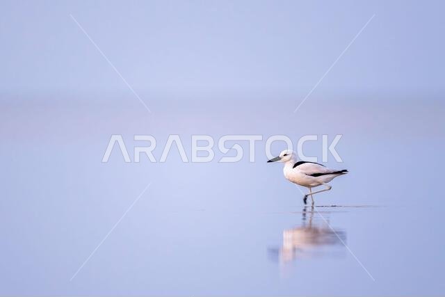 طائر الزقزاق السرطاني، Dromas ardeola. صورة ظلية لطائر في الماء. ساحل البحر الأحمر، المملكة العربية السعودية.