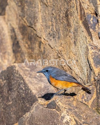 Little rock thrush, Monticola rufocinereus. The Asir Mountains, Saudi Arabia.