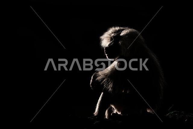 Silhouette of a monkey in a dark background. Hamadryas baboon, Papio hamadryas, The Asir Mountains, Saudi Arabia. Silhouette of a monkey in a dark background. Hamadryas baboon, Papio hamadryas, The Asir Mountains, Saudi Arabia.