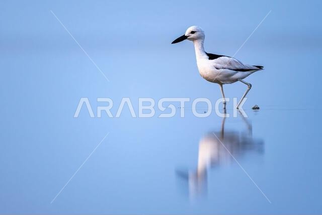 طائر الزقزاق السرطاني، Dromas ardeola. صورة ظلية لطائر في الماء. ساحل البحر الأحمر، المملكة العربية السعودية.