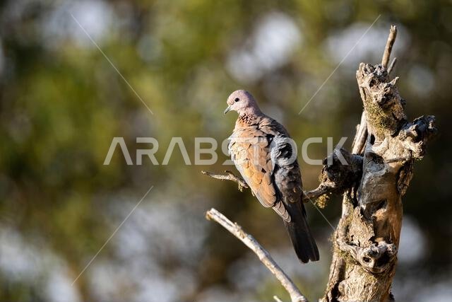 الحمام الضاحك، Spilopelia senegalensis، في جبال عسير، المملكة العربية السعودية