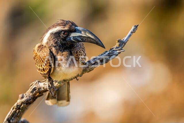 African grey hornbill, Lophoceros nasutus, in the Asir Mountains, Saudi Arabia