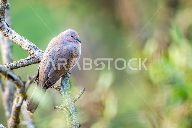 Laughing dove, Spilopelia senegalensis, in the Asir Mountains, Saudi Arabia