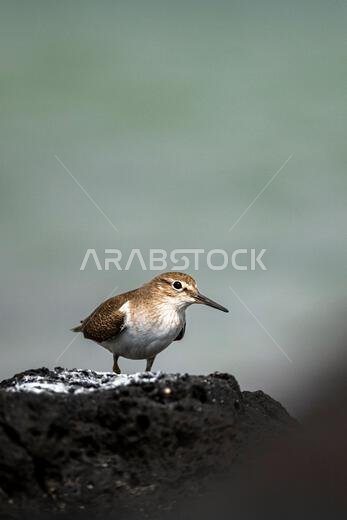 طائر الزقزاق الشائع، Actitis hypoleucos