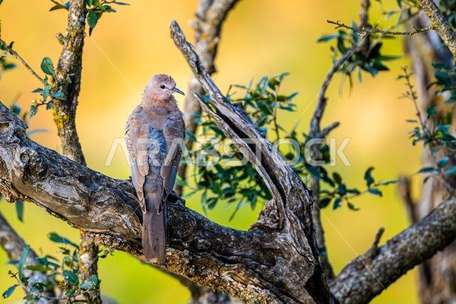 Laughing dove, Spilopelia senegalensis, in the Asir Mountains, Saudi Arabia