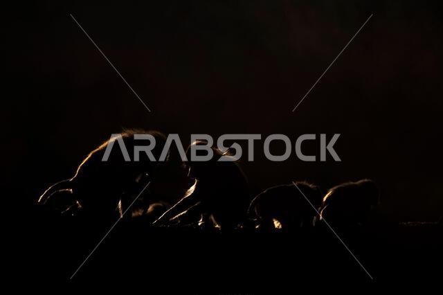 Silhouette of a monkey in a dark background. Hamadryas baboon, Papio hamadryas, The Asir Mountains, Saudi Arabia.