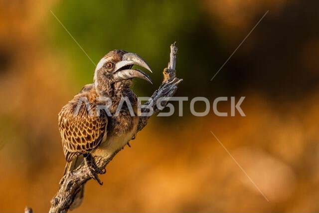 African grey hornbill, Lophoceros nasutus, in the Asir Mountains, Saudi Arabia