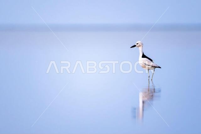 طائر الزقزاق السرطاني، Dromas ardeola. صورة ظلية لطائر في الماء. ساحل البحر الأحمر، المملكة العربية السعودية.