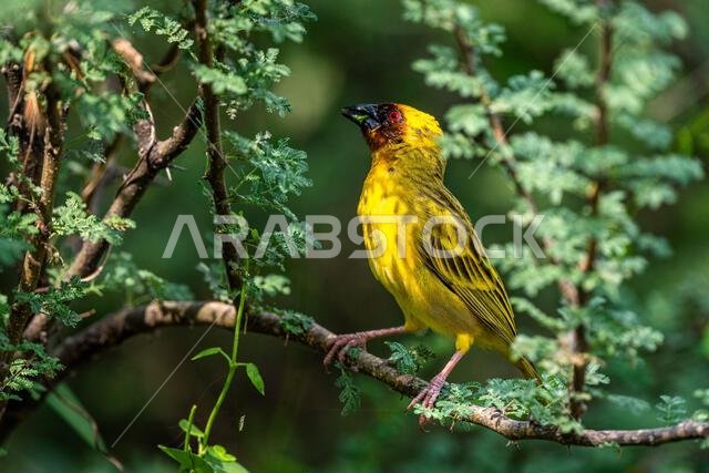 Colorful background with an exotic bird. Ruppell's weaver, Ploceus galbula