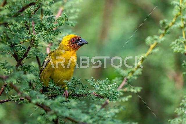 Colorful background with an exotic bird. Ruppell's weaver, Ploceus galbula